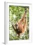 Female Orangutan (Pongo Abelii) in the Rainforest Near Bukit Lawang, Gunung Leuser National Park-Matthew Williams-Ellis-Framed Photographic Print