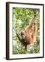 Female Orangutan (Pongo Abelii) in the Rainforest Near Bukit Lawang, Gunung Leuser National Park-Matthew Williams-Ellis-Framed Photographic Print