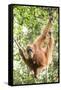 Female Orangutan (Pongo Abelii) in the Rainforest Near Bukit Lawang, Gunung Leuser National Park-Matthew Williams-Ellis-Framed Stretched Canvas