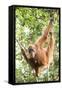 Female Orangutan (Pongo Abelii) in the Rainforest Near Bukit Lawang, Gunung Leuser National Park-Matthew Williams-Ellis-Framed Stretched Canvas