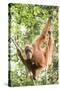 Female Orangutan (Pongo Abelii) in the Rainforest Near Bukit Lawang, Gunung Leuser National Park-Matthew Williams-Ellis-Stretched Canvas