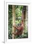 Female Orangutan (Pongo Abelii) in the Rainforest Near Bukit Lawang, Gunung Leuser National Park-Matthew Williams-Ellis-Framed Photographic Print