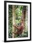 Female Orangutan (Pongo Abelii) in the Rainforest Near Bukit Lawang, Gunung Leuser National Park-Matthew Williams-Ellis-Framed Photographic Print