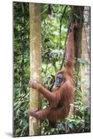 Female Orangutan (Pongo Abelii) in the Rainforest Near Bukit Lawang, Gunung Leuser National Park-Matthew Williams-Ellis-Mounted Photographic Print