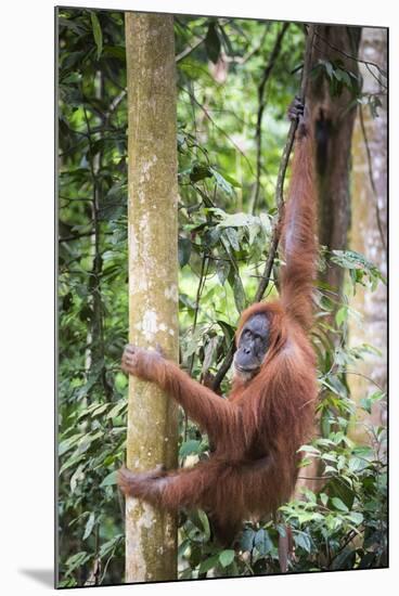 Female Orangutan (Pongo Abelii) in the Rainforest Near Bukit Lawang, Gunung Leuser National Park-Matthew Williams-Ellis-Mounted Photographic Print