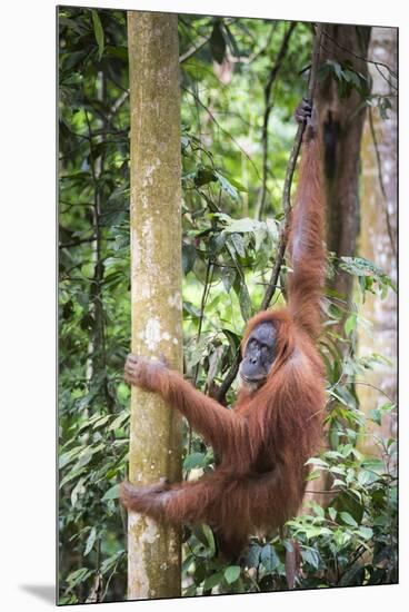 Female Orangutan (Pongo Abelii) in the Rainforest Near Bukit Lawang, Gunung Leuser National Park-Matthew Williams-Ellis-Mounted Premium Photographic Print