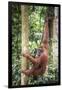 Female Orangutan (Pongo Abelii) in the Rainforest Near Bukit Lawang, Gunung Leuser National Park-Matthew Williams-Ellis-Framed Premium Photographic Print