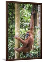 Female Orangutan (Pongo Abelii) in the Rainforest Near Bukit Lawang, Gunung Leuser National Park-Matthew Williams-Ellis-Framed Photographic Print