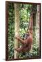 Female Orangutan (Pongo Abelii) in the Rainforest Near Bukit Lawang, Gunung Leuser National Park-Matthew Williams-Ellis-Framed Photographic Print