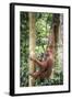 Female Orangutan (Pongo Abelii) in the Rainforest Near Bukit Lawang, Gunung Leuser National Park-Matthew Williams-Ellis-Framed Photographic Print