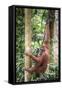 Female Orangutan (Pongo Abelii) in the Rainforest Near Bukit Lawang, Gunung Leuser National Park-Matthew Williams-Ellis-Framed Stretched Canvas