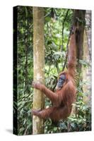 Female Orangutan (Pongo Abelii) in the Rainforest Near Bukit Lawang, Gunung Leuser National Park-Matthew Williams-Ellis-Stretched Canvas