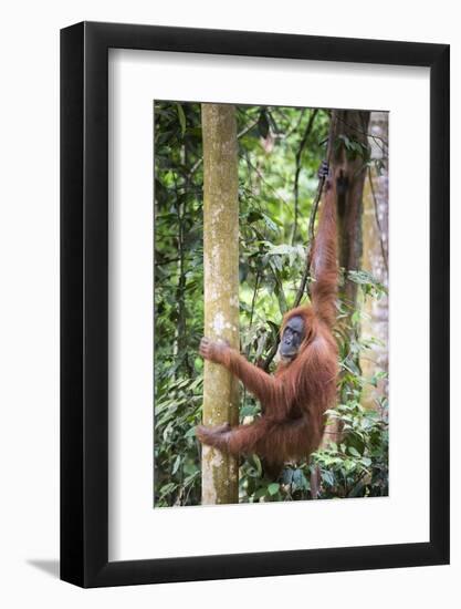 Female Orangutan (Pongo Abelii) in the Rainforest Near Bukit Lawang, Gunung Leuser National Park-Matthew Williams-Ellis-Framed Photographic Print