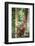 Female Orangutan (Pongo Abelii) in the Rainforest Near Bukit Lawang, Gunung Leuser National Park-Matthew Williams-Ellis-Framed Photographic Print