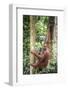 Female Orangutan (Pongo Abelii) in the Rainforest Near Bukit Lawang, Gunung Leuser National Park-Matthew Williams-Ellis-Framed Photographic Print