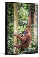 Female Orangutan (Pongo Abelii) in the Rainforest Near Bukit Lawang, Gunung Leuser National Park-Matthew Williams-Ellis-Framed Stretched Canvas