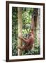 Female Orangutan (Pongo Abelii) in the Rainforest Near Bukit Lawang, Gunung Leuser National Park-Matthew Williams-Ellis-Framed Premium Photographic Print