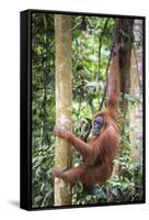 Female Orangutan (Pongo Abelii) in the Rainforest Near Bukit Lawang, Gunung Leuser National Park-Matthew Williams-Ellis-Framed Stretched Canvas