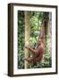 Female Orangutan (Pongo Abelii) in the Rainforest Near Bukit Lawang, Gunung Leuser National Park-Matthew Williams-Ellis-Framed Photographic Print