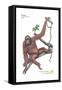 Female Orangutan (Pongo Pygmaeus), Ape, Mammals-Encyclopaedia Britannica-Framed Stretched Canvas