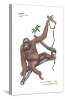 Female Orangutan (Pongo Pygmaeus), Ape, Mammals-Encyclopaedia Britannica-Stretched Canvas