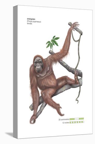 Female Orangutan (Pongo Pygmaeus), Ape, Mammals-Encyclopaedia Britannica-Stretched Canvas