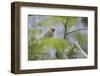 Female Orchard oriole, South Padre Island, Texas-Adam Jones-Framed Photographic Print