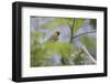 Female Orchard oriole, South Padre Island, Texas-Adam Jones-Framed Photographic Print