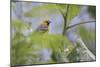 Female Orchard oriole, South Padre Island, Texas-Adam Jones-Mounted Photographic Print