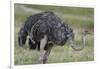 Female ostrich, Lake Nakuru National Park, Kenya.-Sergio Pitamitz-Framed Photographic Print