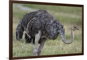 Female ostrich, Lake Nakuru National Park, Kenya.-Sergio Pitamitz-Framed Photographic Print