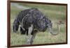 Female ostrich, Lake Nakuru National Park, Kenya.-Sergio Pitamitz-Framed Photographic Print