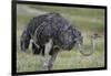 Female ostrich, Lake Nakuru National Park, Kenya.-Sergio Pitamitz-Framed Photographic Print