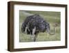 Female ostrich, Lake Nakuru National Park, Kenya.-Sergio Pitamitz-Framed Photographic Print