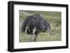 Female ostrich, Lake Nakuru National Park, Kenya.-Sergio Pitamitz-Framed Photographic Print