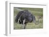 Female ostrich, Lake Nakuru National Park, Kenya.-Sergio Pitamitz-Framed Photographic Print