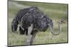 Female ostrich, Lake Nakuru National Park, Kenya.-Sergio Pitamitz-Mounted Photographic Print