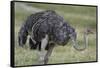 Female ostrich, Lake Nakuru National Park, Kenya.-Sergio Pitamitz-Framed Stretched Canvas