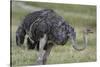 Female ostrich, Lake Nakuru National Park, Kenya.-Sergio Pitamitz-Stretched Canvas