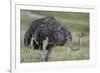 Female ostrich, Lake Nakuru National Park, Kenya.-Sergio Pitamitz-Framed Photographic Print