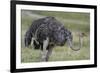 Female ostrich, Lake Nakuru National Park, Kenya.-Sergio Pitamitz-Framed Photographic Print