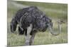 Female ostrich, Lake Nakuru National Park, Kenya.-Sergio Pitamitz-Mounted Photographic Print