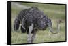 Female ostrich, Lake Nakuru National Park, Kenya.-Sergio Pitamitz-Framed Stretched Canvas