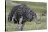 Female ostrich, Lake Nakuru National Park, Kenya.-Sergio Pitamitz-Stretched Canvas