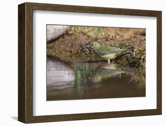 Female Painted bunting bathing. Rio Grande Valley, Texas-Adam Jones-Framed Photographic Print