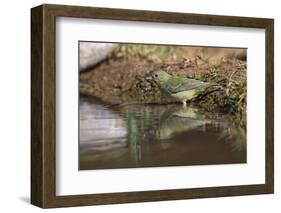 Female Painted bunting bathing. Rio Grande Valley, Texas-Adam Jones-Framed Photographic Print