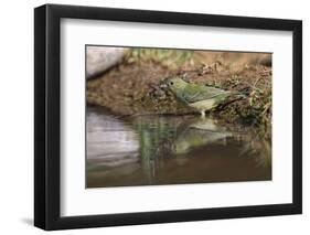 Female Painted bunting bathing. Rio Grande Valley, Texas-Adam Jones-Framed Photographic Print