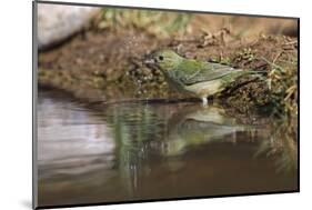 Female Painted bunting bathing. Rio Grande Valley, Texas-Adam Jones-Mounted Photographic Print