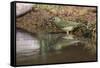 Female Painted bunting bathing. Rio Grande Valley, Texas-Adam Jones-Framed Stretched Canvas