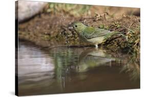 Female Painted bunting bathing. Rio Grande Valley, Texas-Adam Jones-Stretched Canvas